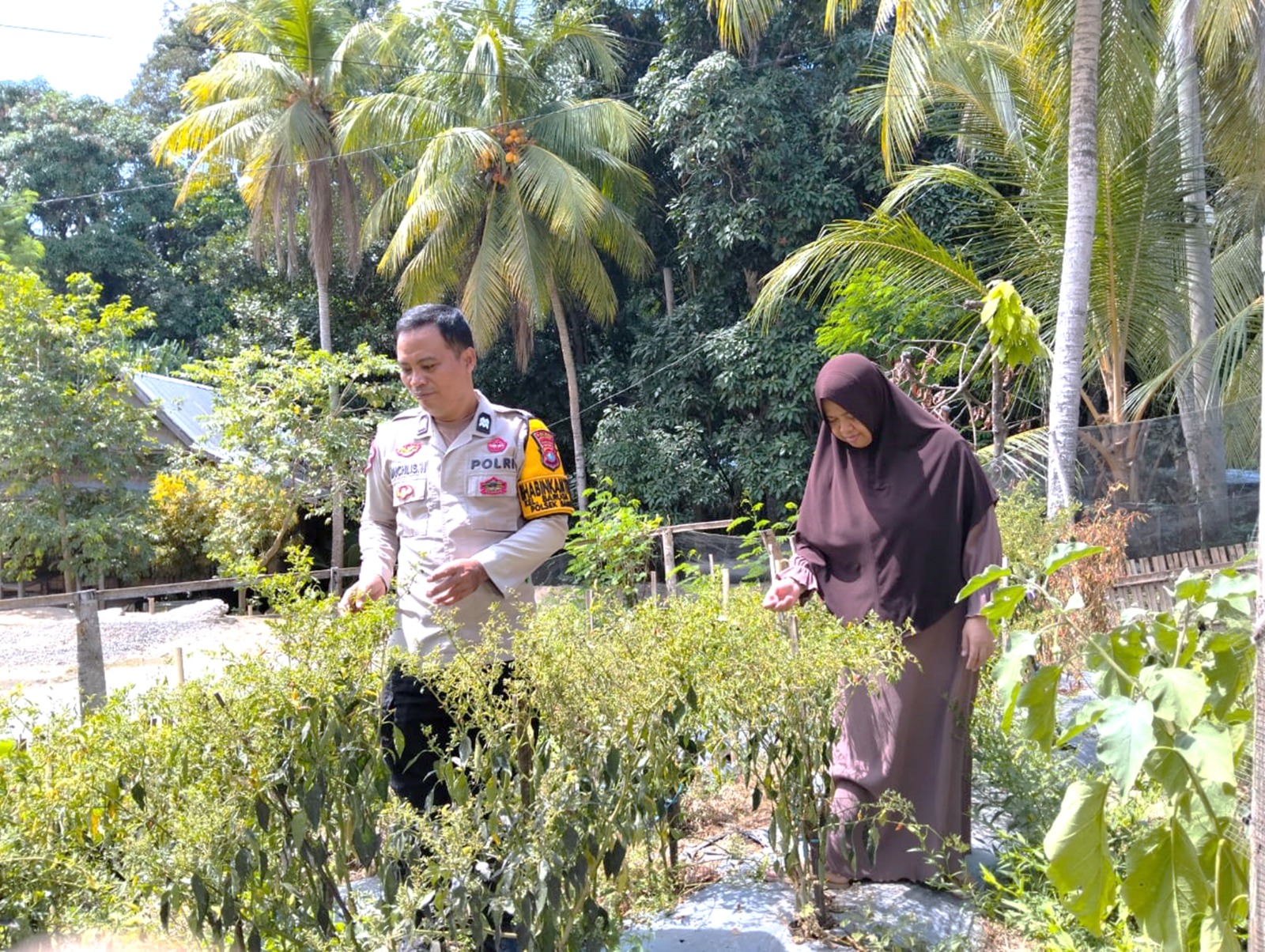 Perkuat Ketahanan Pangan, Bhabinkamtibmas Banggae Tinjau Budidaya Cabai Rawit KWT Bura Kaweni